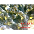 番鸭苗**莆田番鸭苗**黑羽番鸭苗 