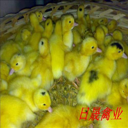 莆田半番鸭苗，半番鸭苗，福建番鸭苗