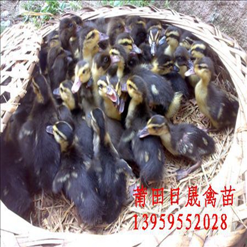 福建番鸭苗；福建半番鸭苗；莆田骡鸭苗