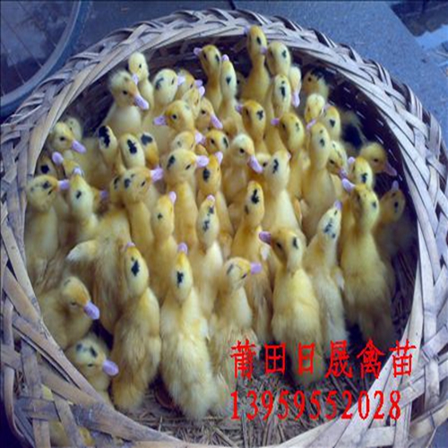 M18半番鸭苗、福建番鸭苗、莆田番鸭苗