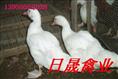 三明鸭苗销售|泉州鸭苗@供应|福建鸭苗@批发| 