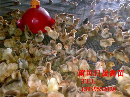 厦门鸡苗=厦门肉鸡苗=同安鸡苗 