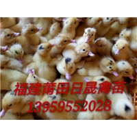 莆田，大种半番，M18鸭苗 