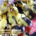 福建番鸭苗|莆田番鸭苗