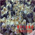 莆田黑番鸭苗|福建番鸭苗|福建半番鸭苗