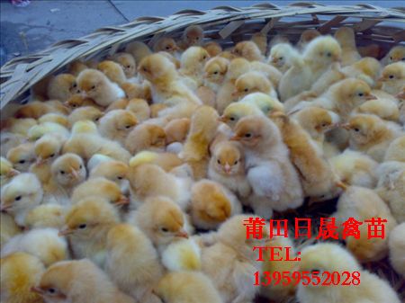 福建番鸭苗,漳州番鸭苗，福建鸭苗 