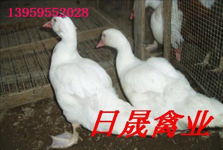 福建大种番鸭苗、福建花边鸭苗、福建台湾白半番鸭苗 