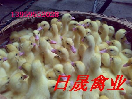 福建供应番鸭苗|福建番鸭苗|福建鸭苗价格 