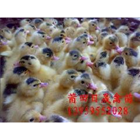 福建花边鸭苗￥莆田花边鸭苗￥莆田半番鸭苗￥福建半番鸭苗 