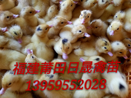 莆田，大种半番，M18鸭苗 