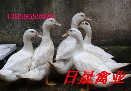 石狮鸭苗☆番鸭苗\石狮鸭苗批发★石狮番鸭苗养殖 