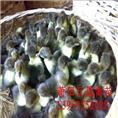 莆田黑羽番鸭苗-福建番鸭苗-福建黑番鸭苗