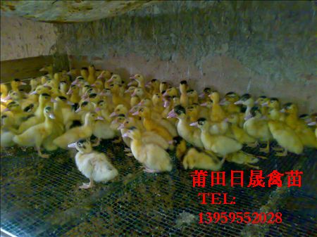龙岩番鸭苗/三明鸭苗//南平番鸭苗 