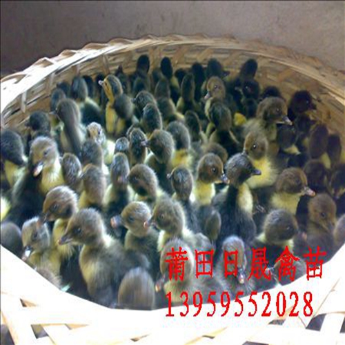 福建番鸭苗，福建黑番鸭苗，莆田黑番鸭苗