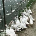 福建番鸭苗|莆田番鸭苗
