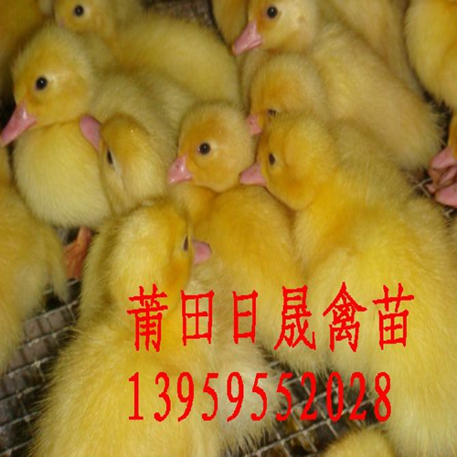 福建番鸭苗；莆田番鸭苗；莆田白羽正番鸭 