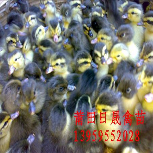 四点花半番鸭苗-福建半番鸭苗-福建番鸭苗