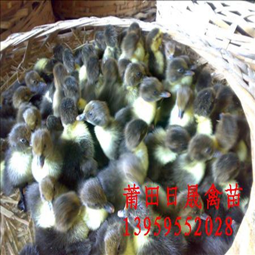 莆田黑羽番鸭苗-福建番鸭苗-福建黑番鸭苗