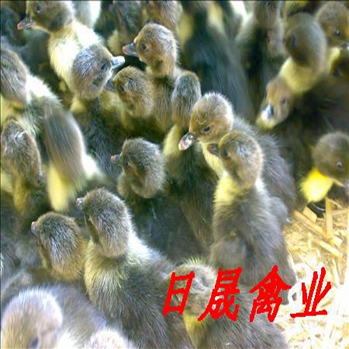 莆田黑羽番鸭苗-福建番鸭苗-福建黑番鸭苗