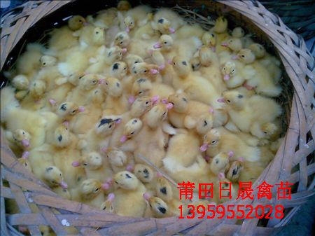 福建番鸭苗%%福建白羽番鸭苗%福建黑羽番鸭苗 