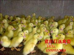 供应福建鸭苗--销售福建番鸭苗---直销福建禽苗\福建鸭苗 