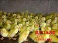 供应福建鸭苗--销售福建番鸭苗---直销福建禽苗\福建鸭苗 