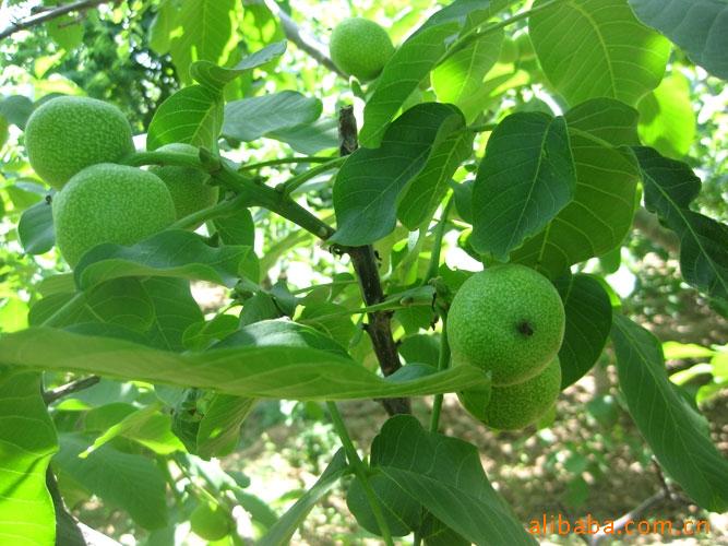 花卉协会大量供应核桃苗、板栗苗、各种果树苗木