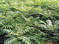 供应本苗圃自主种植的油桃苗