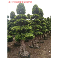 漳州小叶榕批发-漳州小叶榕基地\漳州小叶榕批发 