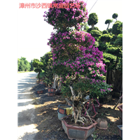 漳州造型三角梅漳州三角梅绿化树漳州三角梅桩柱