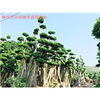 福建小叶榕造型树漳州提跟榕树桩头漳州原叶造型榕树桩头