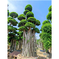 福建绿化小叶榕