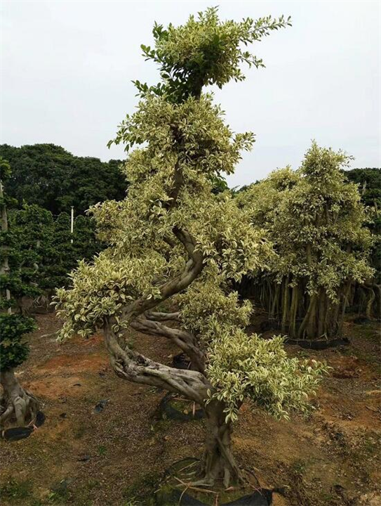 福建小叶榕漳州小叶榕