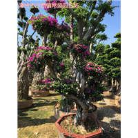漳州造型三角梅漳州三角梅绿化树