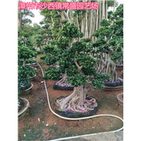 福建小叶榕批发福建小叶榕供应商基地福建小叶榕批发