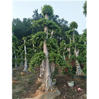 漳州小叶榕￥福建小叶榕