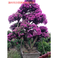 福建造型三角梅