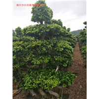 福建小叶榕供应商福建小叶榕供应