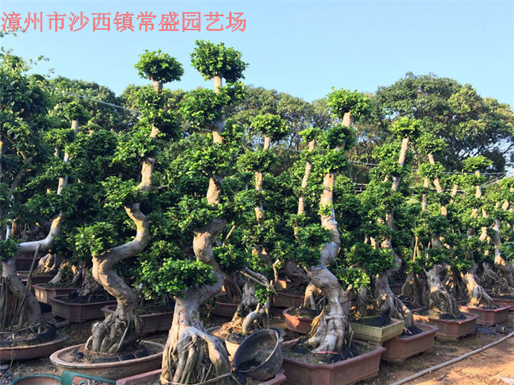福建原叶造型榕树桩头//福建小叶榕景观树//福建小叶榕绿化树 
