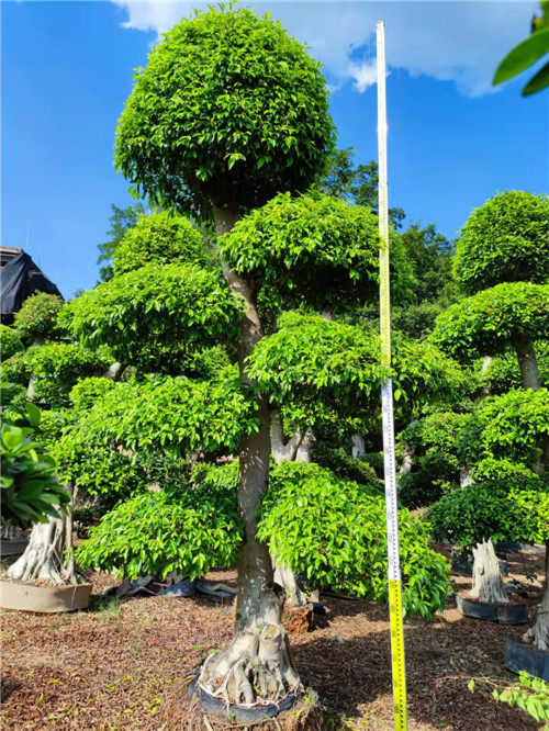福建小叶榕基地