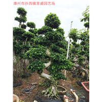 漳州小叶榕供应商漳州小叶榕供应漳州小叶榕供应商