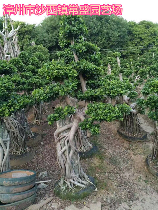 漳州小叶榕批发漳州小叶榕批发
