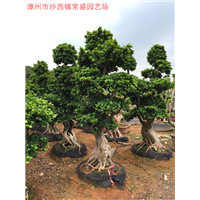 福建小叶榕-福建小叶榕\福建小叶榕基地 