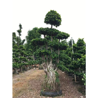 漳州小叶榕#福建小叶榕