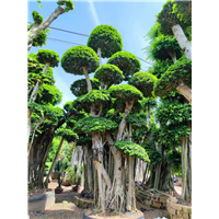 漳州小叶榕