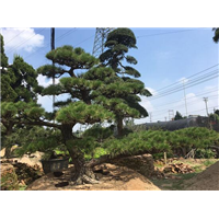 漳州罗汉松