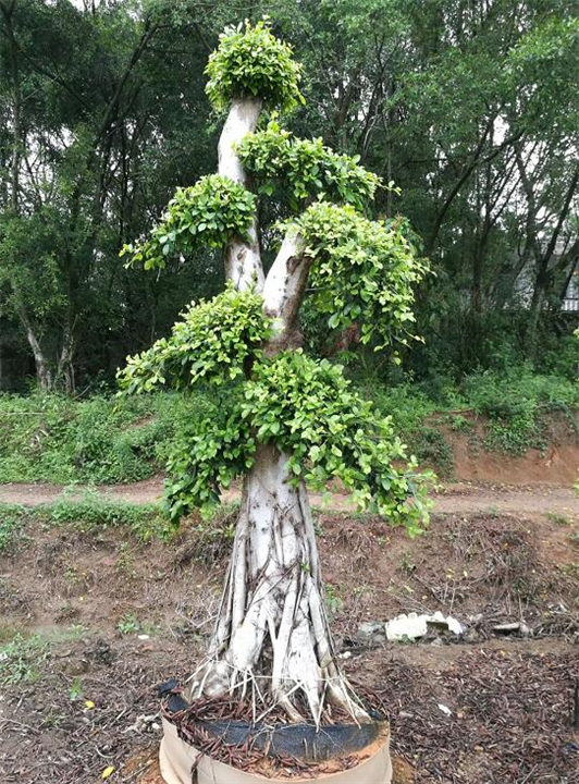 漳州小叶榕￥福建小叶榕