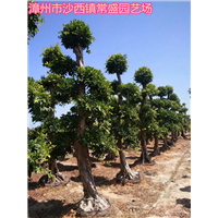 福建小叶榕造型树漳州提跟榕树桩头漳州原叶造型榕树桩头