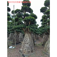 漳州原叶造型榕树桩头/-/漳州小叶榕景观树/ 