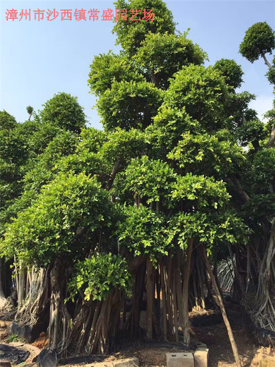 福建小叶榕种植基地福建小叶榕种植基地小叶榕种植基地
